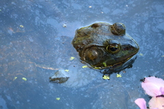 Lithobates catesbeianus
