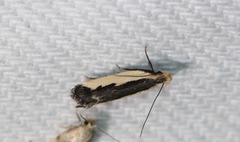 Dichomeris serrativittella