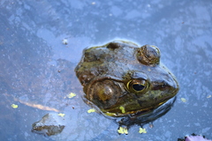 Lithobates catesbeianus