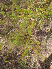 Genista triacanthos
