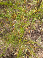 Genista triacanthos