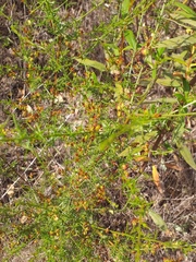Genista triacanthos