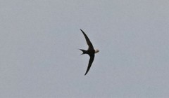 Great Swallow-Tailed Swift photo 3