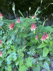 Aquilegia canadensis