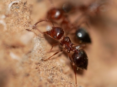 Crematogaster coarctata