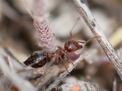 Crematogaster coarctata