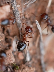Crematogaster coarctata