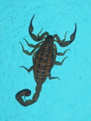 Centruroides elegans