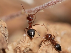 Crematogaster coarctata