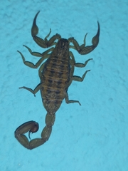 Centruroides elegans