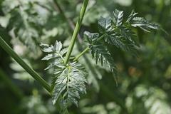 Anthriscus sylvestris