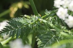 Anthriscus sylvestris