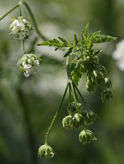 Anthriscus sylvestris