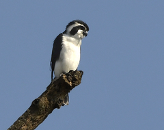 Pied Falconet photo 2