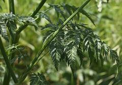 Anthriscus sylvestris