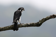 Pied Falconet photo 4
