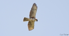 White-Throated Hawk photo 2