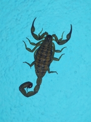 Centruroides elegans