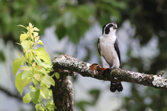Pied Falconet photo 5