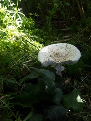 Saproamanita vittadinii