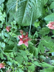Aquilegia canadensis