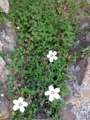 Arenaria balearica