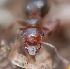 Crematogaster coarctata