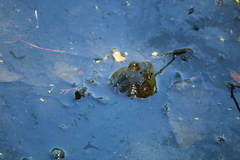 Lithobates catesbeianus