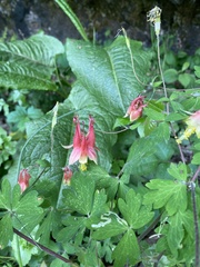 Aquilegia canadensis