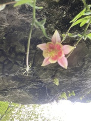 Aquilegia canadensis