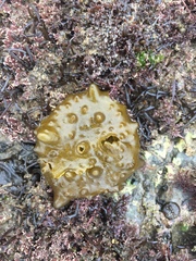 Colpomenia tuberculata