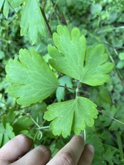 Aquilegia canadensis