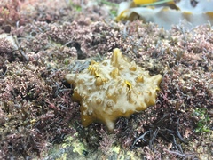 Colpomenia tuberculata