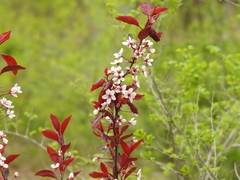 Prunus cistena