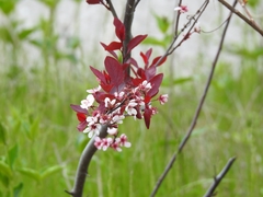 Prunus cistena
