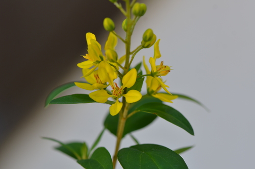 Galphimia gracilis