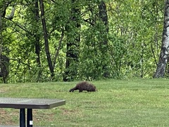 Marmota monax