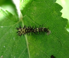 Periclista pubescens