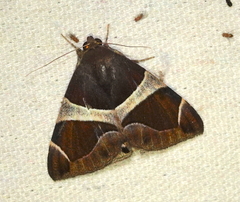 Bastilla crameri