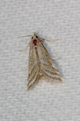 Leptosteges parthenialis