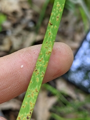 Puccinia allii