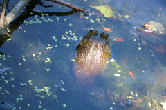 Lithobates catesbeianus