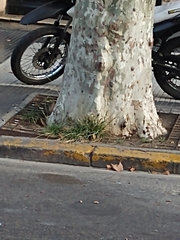 Poaceae