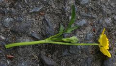 Ranunculus repens