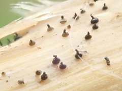 Leptosphaeria lunariae