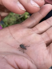 Hypoptus macularis image