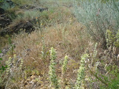 Sideritis montana montana