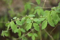 Lonicera xylosteum