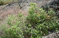 Prunus spinosa dasyphylla