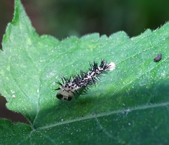 Periclista pubescens
